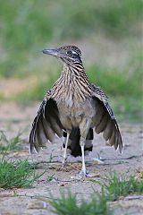 Greater Roadrunner